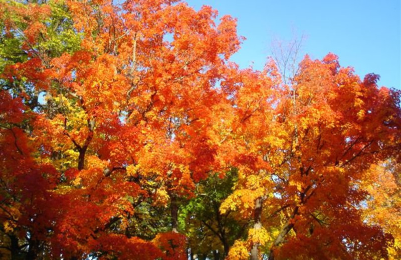 Fall colors at Lykins Pinehurst Resort.