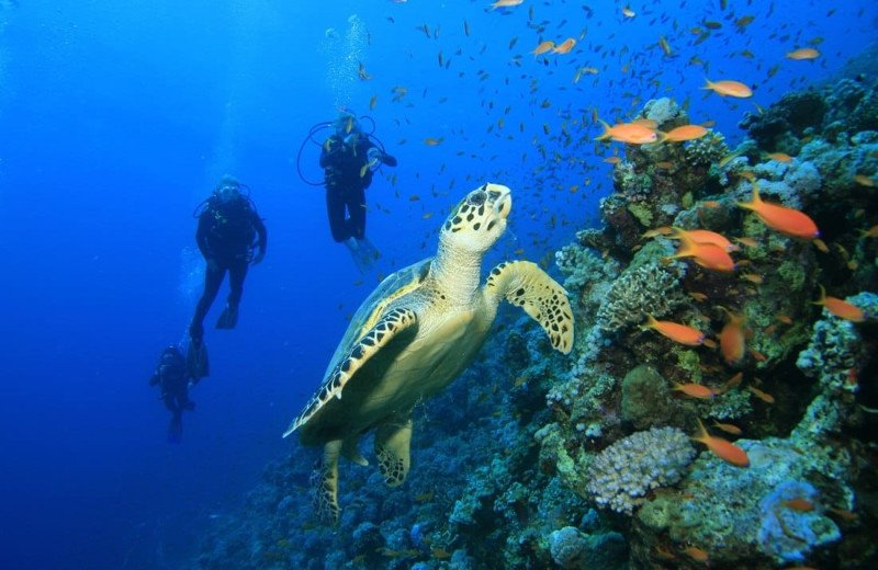 Diving at La Isla - Casa del Mar.