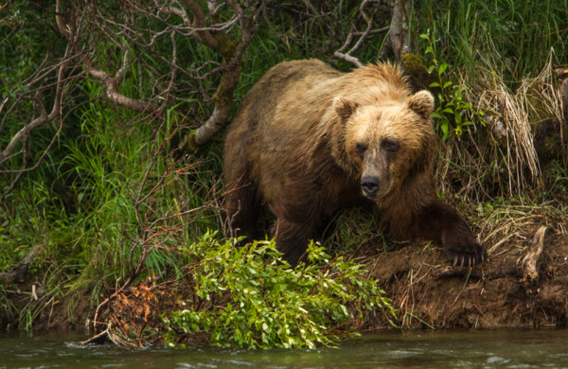 Bear at Angry Eagle Lodge & Outfitters.