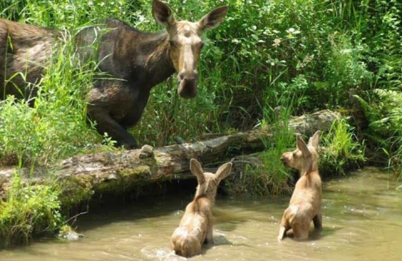 Moose sighting at Cabins at Lopstick.