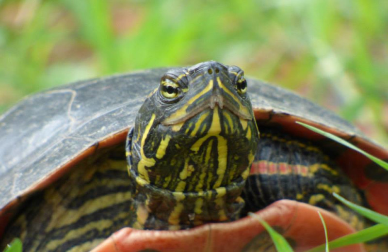 Turtle at Kokomo Resort.