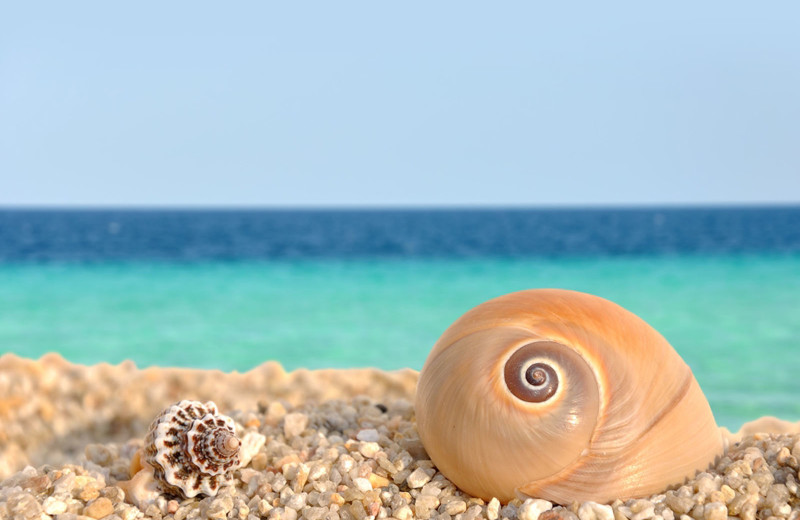 Sea shells at Marigot Beach Suites.