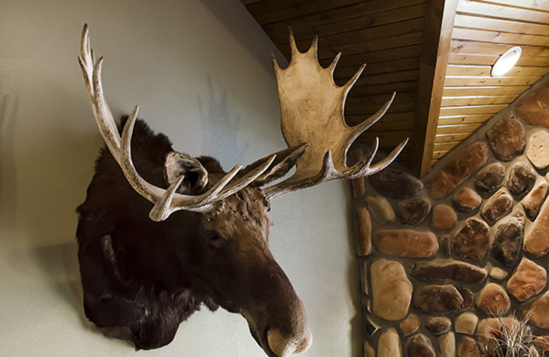 Moose head at Royal Moose Lodge.