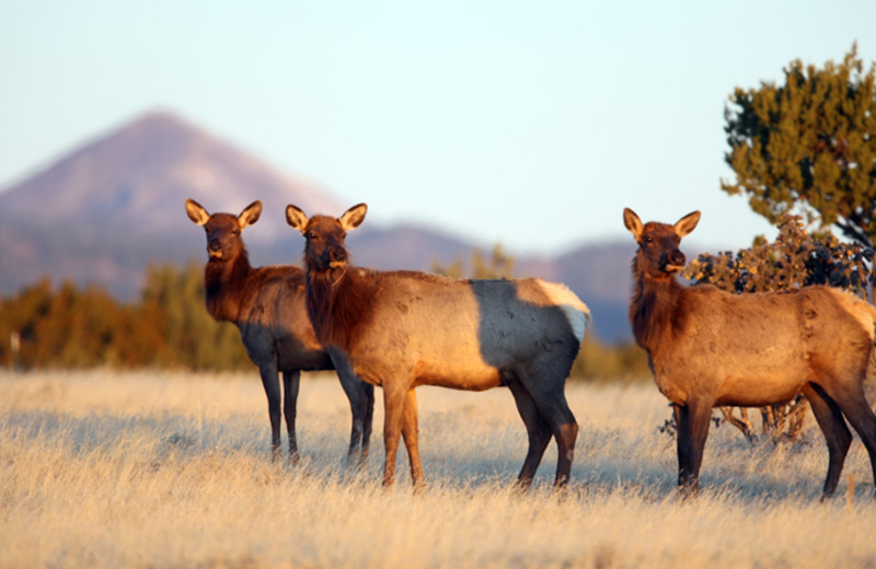 Wildlife at Hummingbird Cabins.