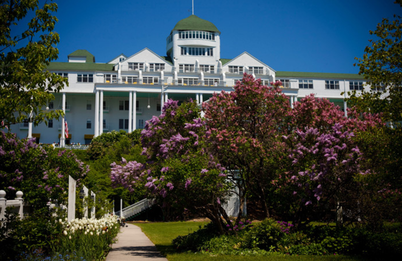 Lilacs in bloom at Grand Hotel.