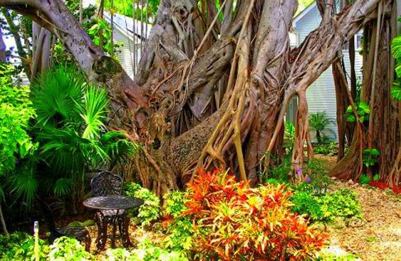 The garden at Exterior view of The Banyan Resort.