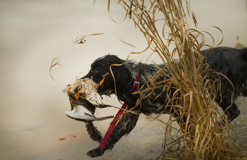 Hunting dogs at Joshua Creek Ranch.