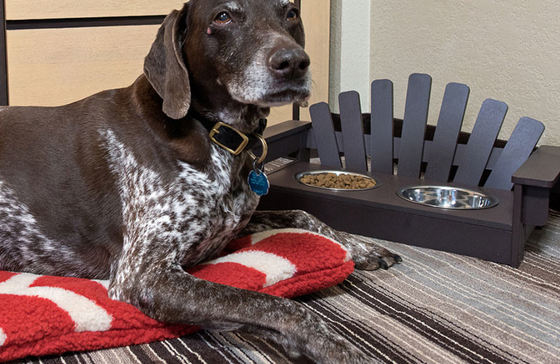 Pets welcome at Northwoods Inn.