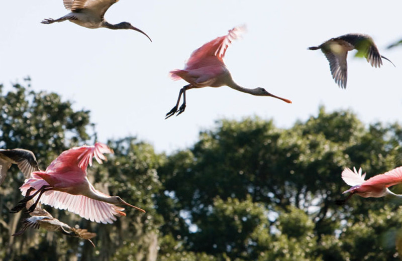 Wildlife at The Villas of Amelia Island Plantation.