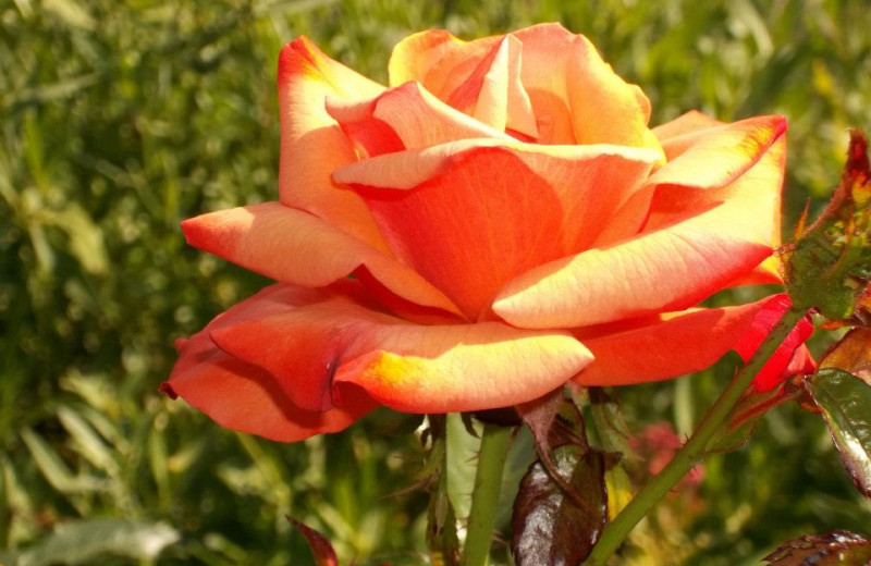 Roses in bloom at Fairway Suites.