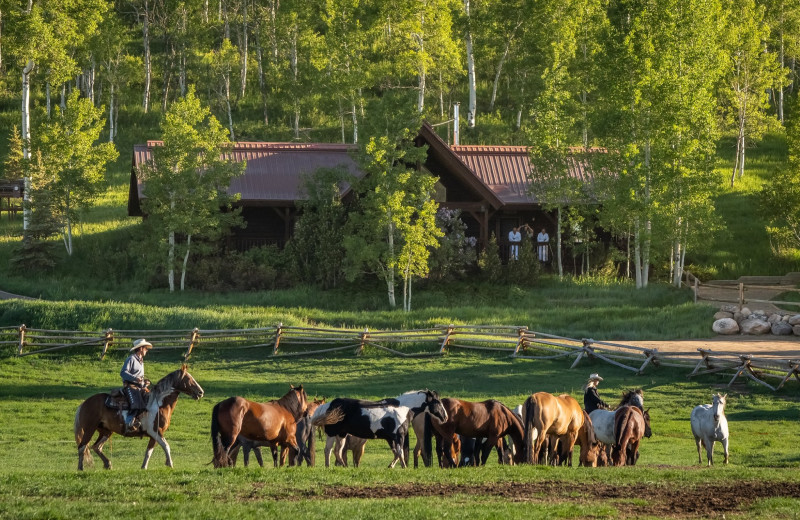 Horses at Vista Verde Ranch.