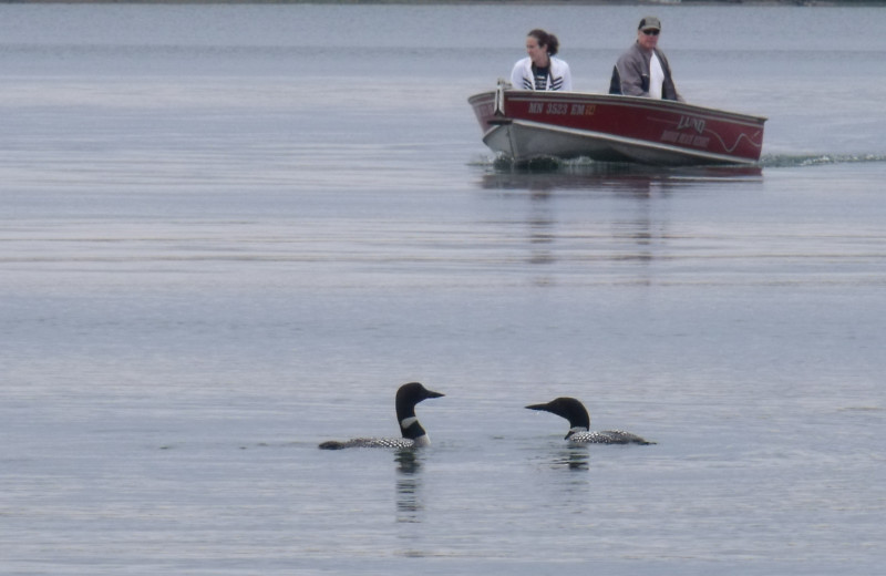 Loons at Bonnie Beach Resort.