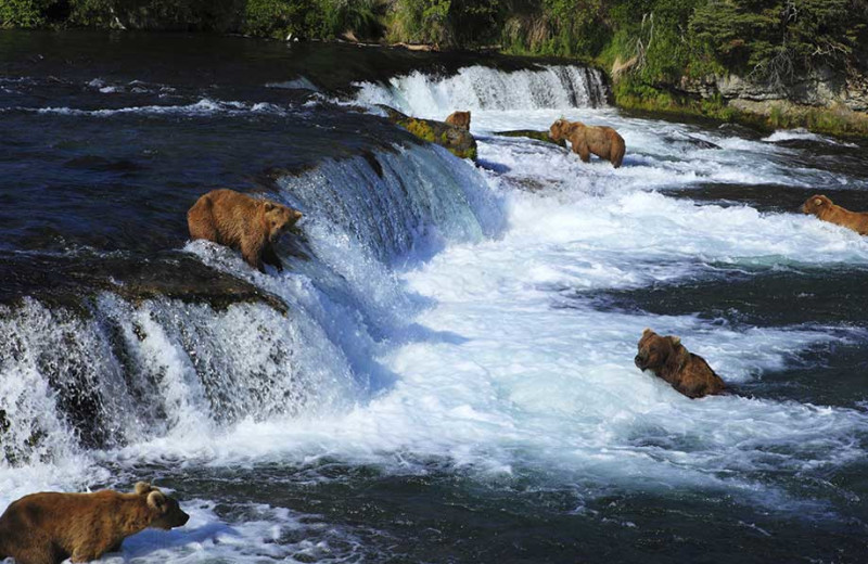 Bears at Alagnak Lodge.