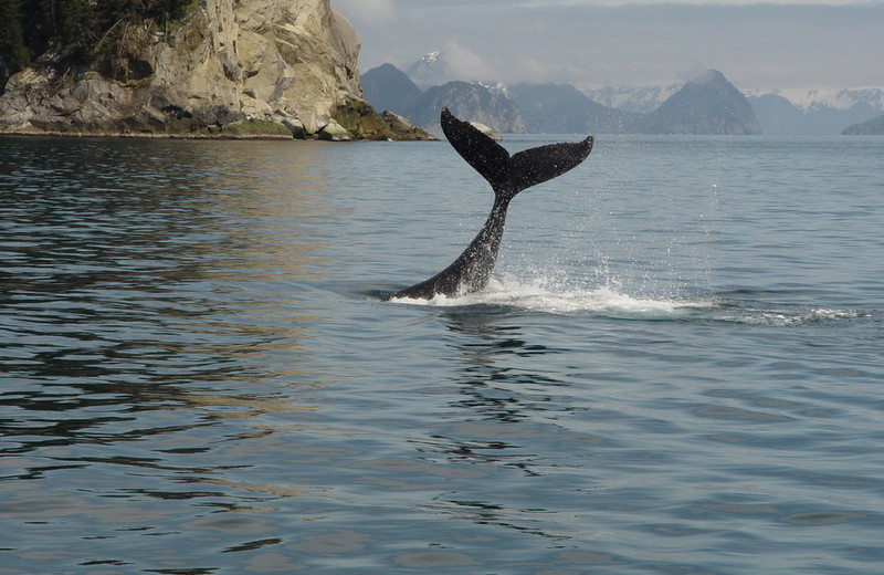 Whale at Midnight Sun Bed and Breakfast Log Cabins.