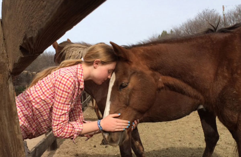 Horses at Circle Z Ranch.