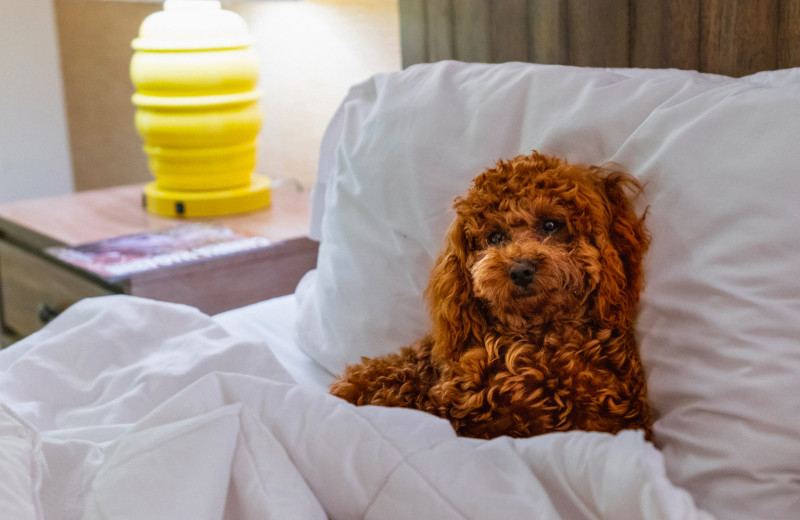 Pets welcome at FogCatcher Inn.