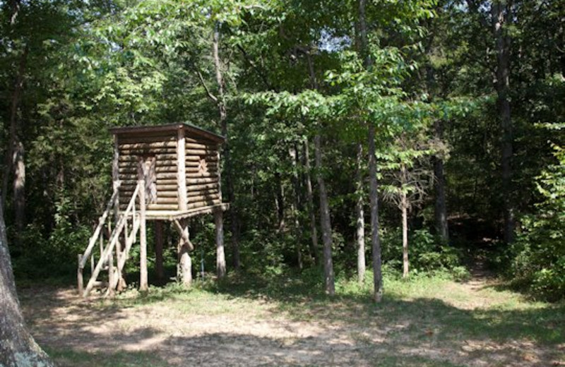 Tree stand at Willowbrook Cabins.