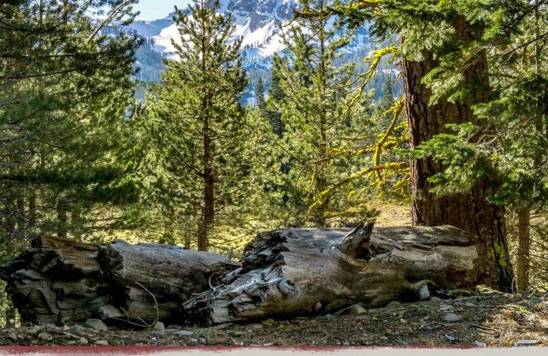 Nature at The Village at Childs Meadow Resort.