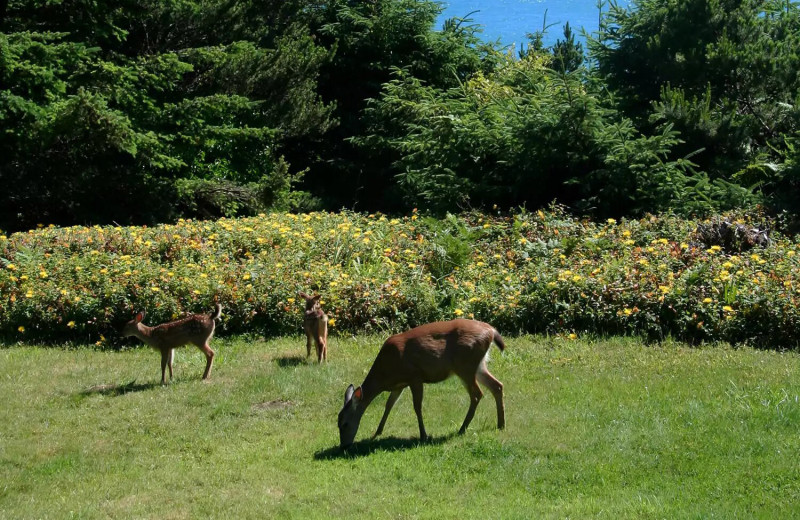 Deer at WildSpring Guest Habitat.