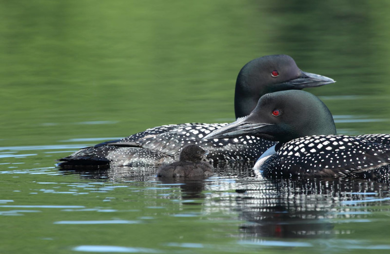 Loons at YMCA Camp Northern Lights.