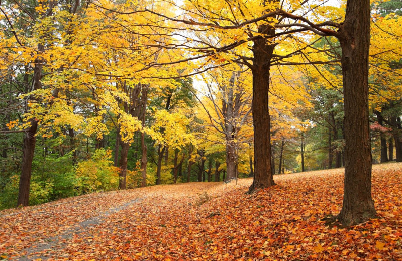 Fall colors at Cairn Croft Best Western Plus Hotel.