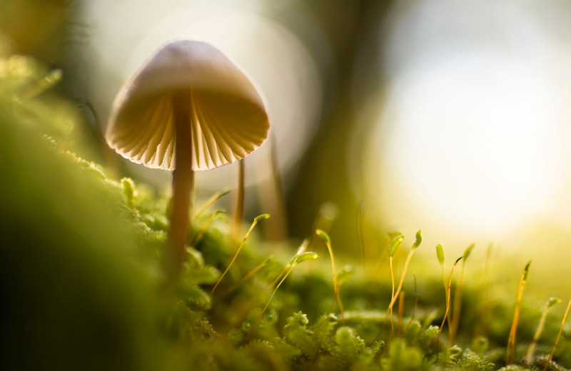 Mushroom hunting at Adobe Resort.