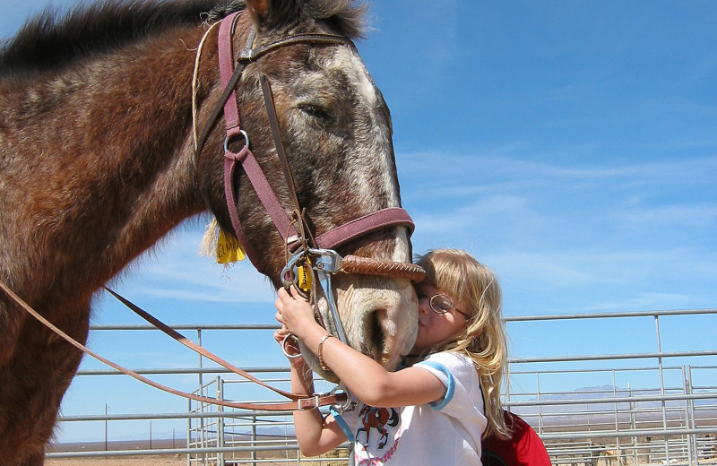 Horses at Stagecoach Trails Guest Ranch.