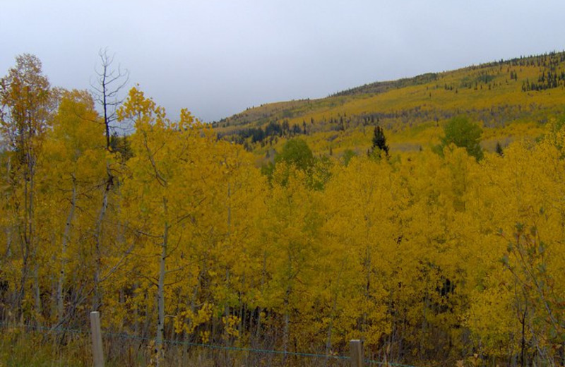 Fall leaves at Lone Wolf Cabins and Getaway.