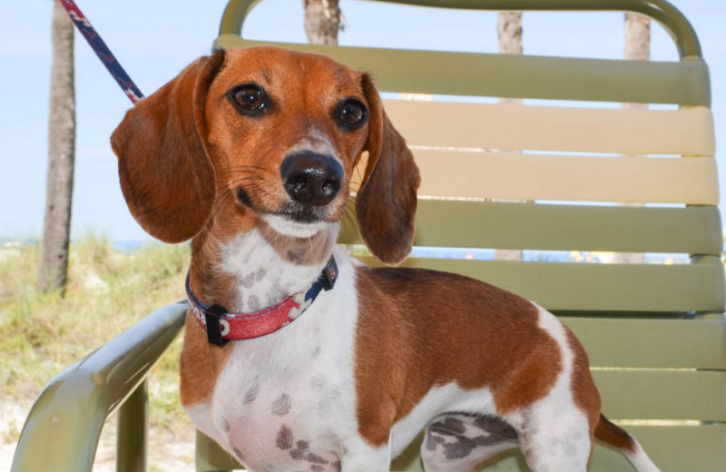 Pets welcome at Sirata Beach Resort.