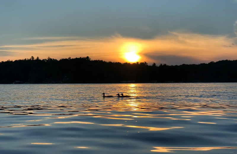 Loons at Shady Grove Resort.