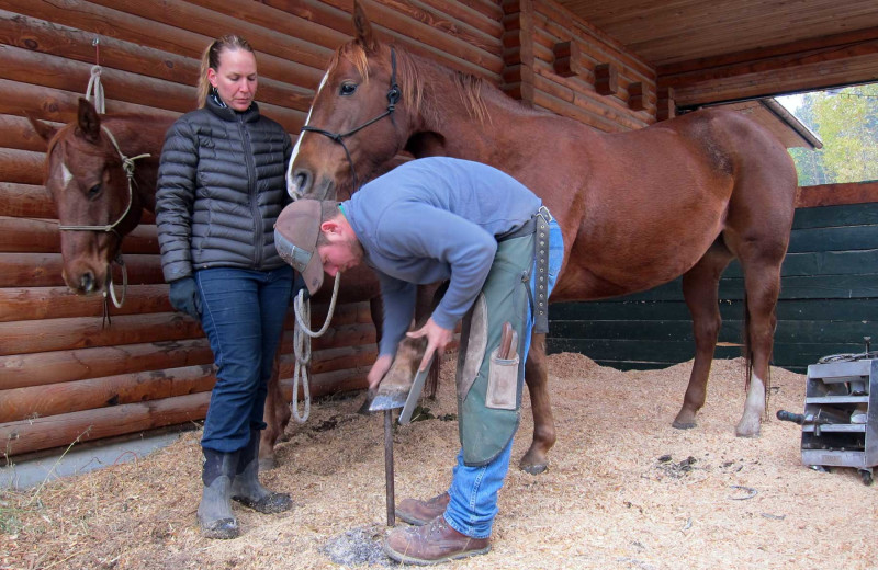 Stable at Myra Canyon.