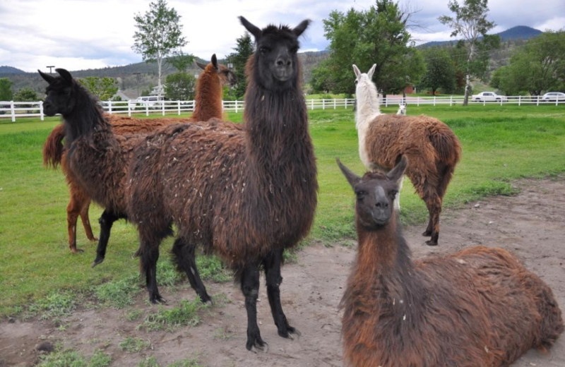 Llama at South Thompson Inn & Conference Centre.