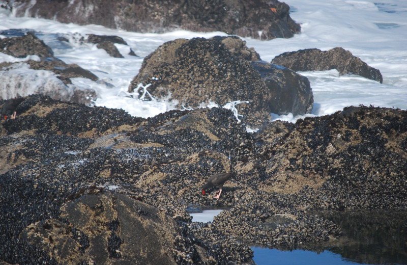 Tide pools at Admiral's Beach Retreat.