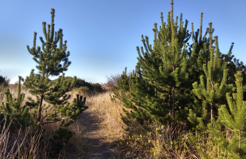 Beach trail at Beachwood Condos & Resort.