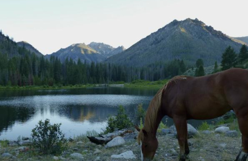 Horses at Diamond D Ranch.