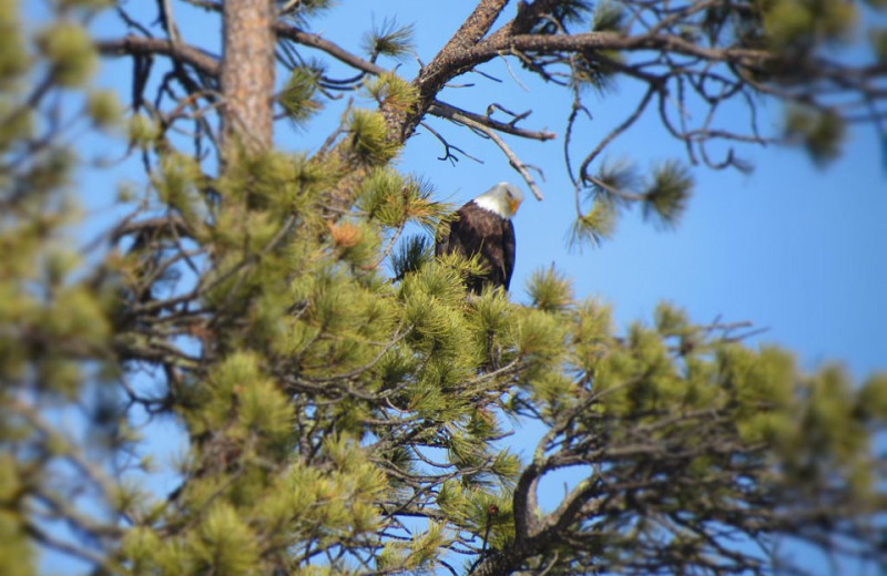 Eagle at Edelweiss Mountain Lodging.