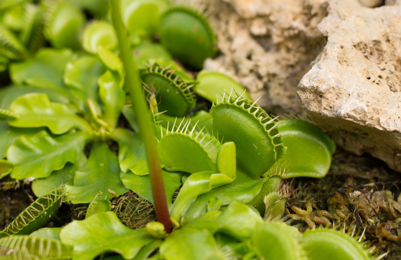 Venus flytraps at Carolina Beach Inn.