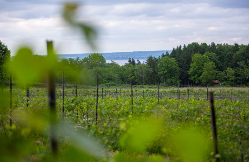 Vineyard at Buttonwood Grove Winery