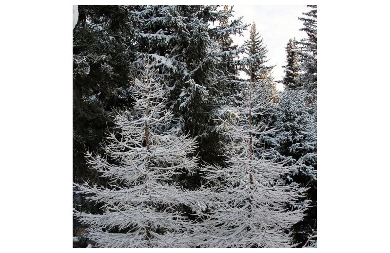 Trees at Sleepy Bear Cabins.