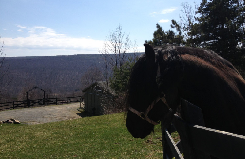 Horses at The Vagabond Inn.