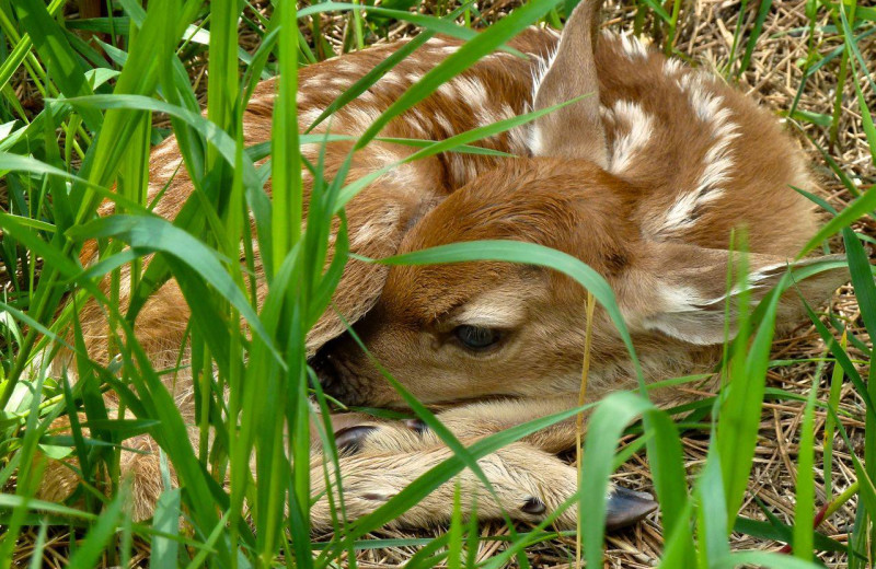 Fawn at Newton Fork Ranch.