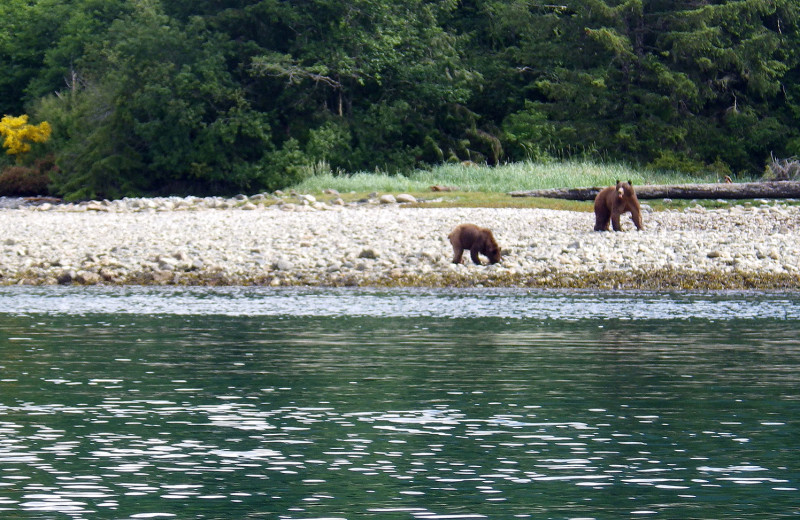 Bears at Lund Resort at Klah ah men.