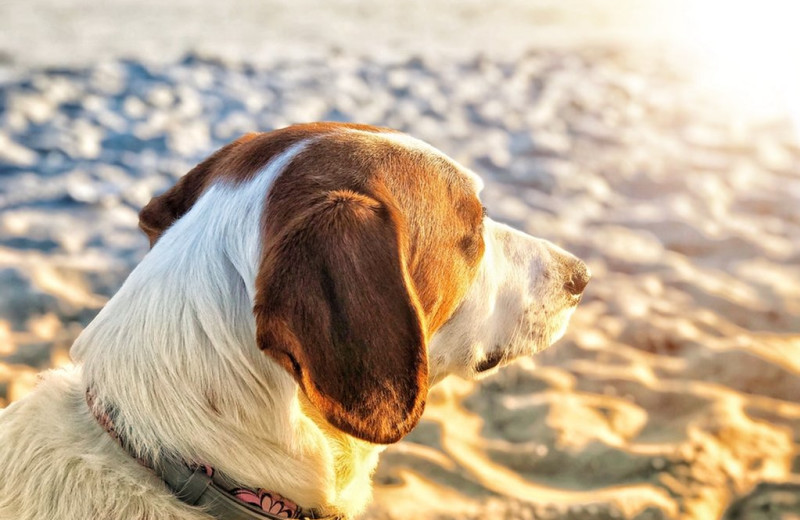 Pets welcome at Aqua Breeze Inn.