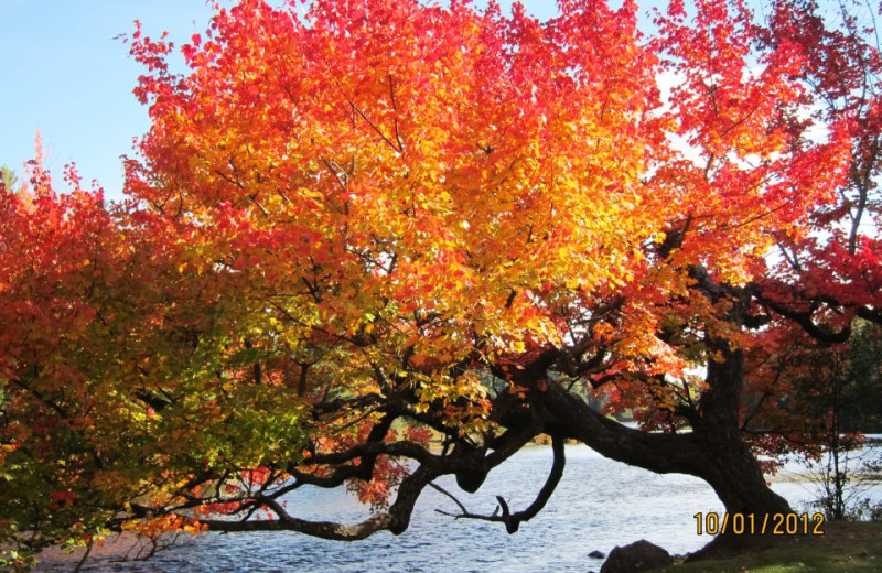 Autumn colors at The Clyffe House Cottage Resort.