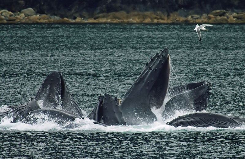 Whales at Alaska's Big Salmon Lodge.