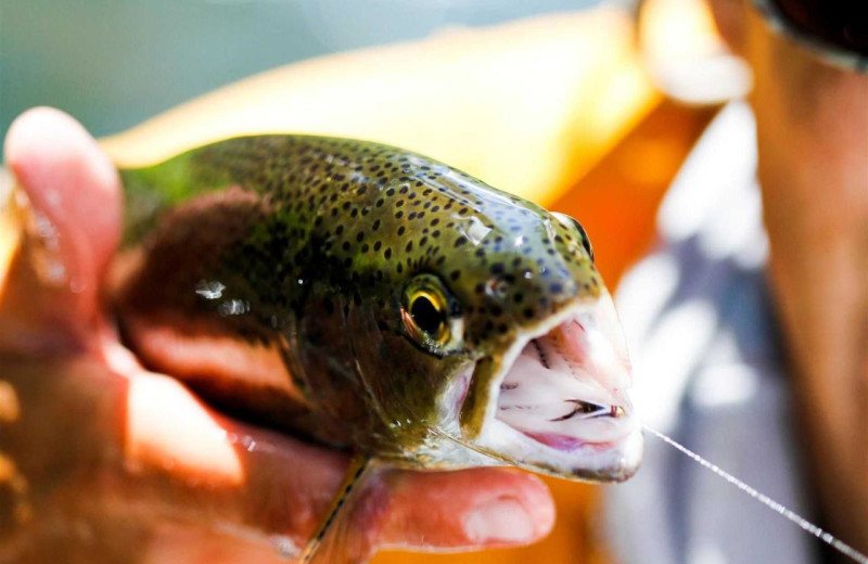 Fishing at Rainbow Ranch Lodge.