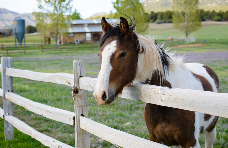 Horse at Clear Creek Family Ranch.