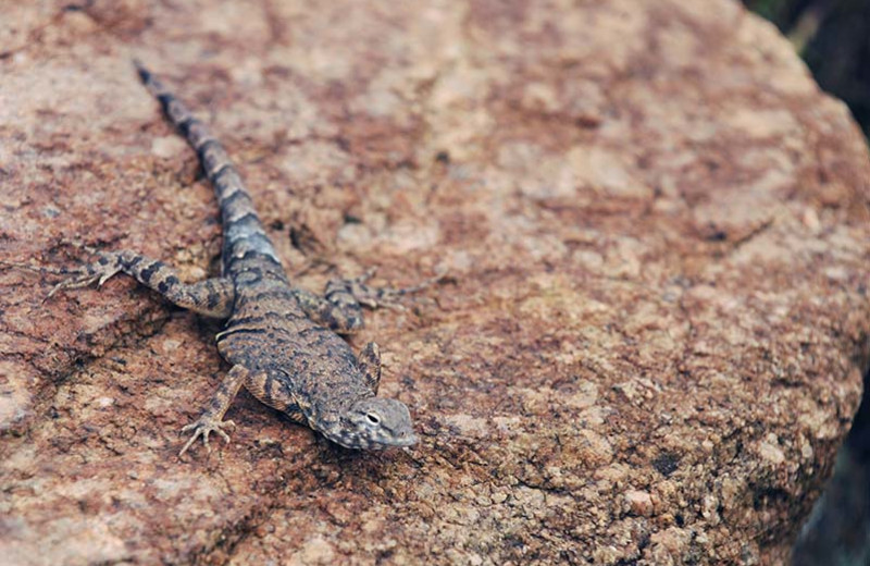 Lizard at Inks Lake State Park.