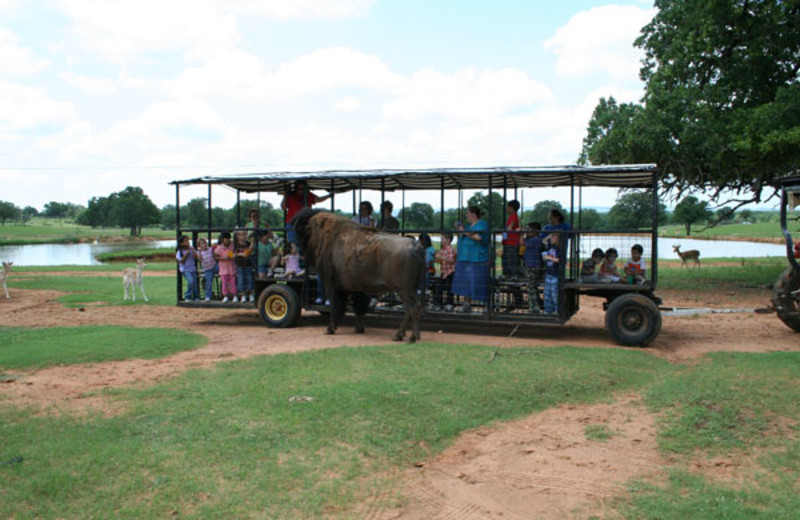 Guided zoo tours at The Exotic Resort Zoo.