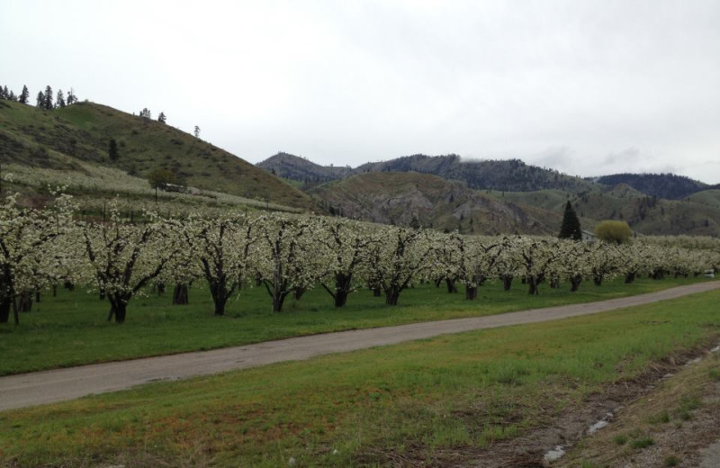 Trees blossoming near Obertal Inn.